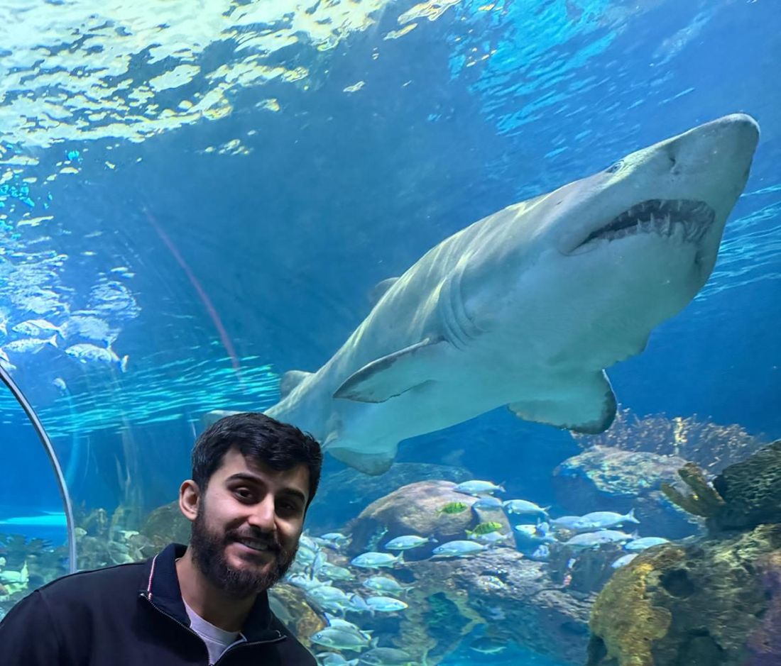 A sand tiger shark passing overhead in an aquarium tunnel
